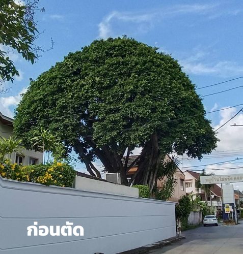 ตัดแต่งไม้ใหญ่ในรั้วบ้าน